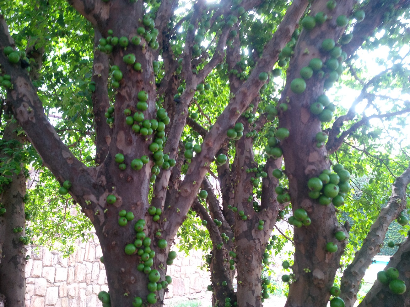 Oasis jaboticabeira.jpg